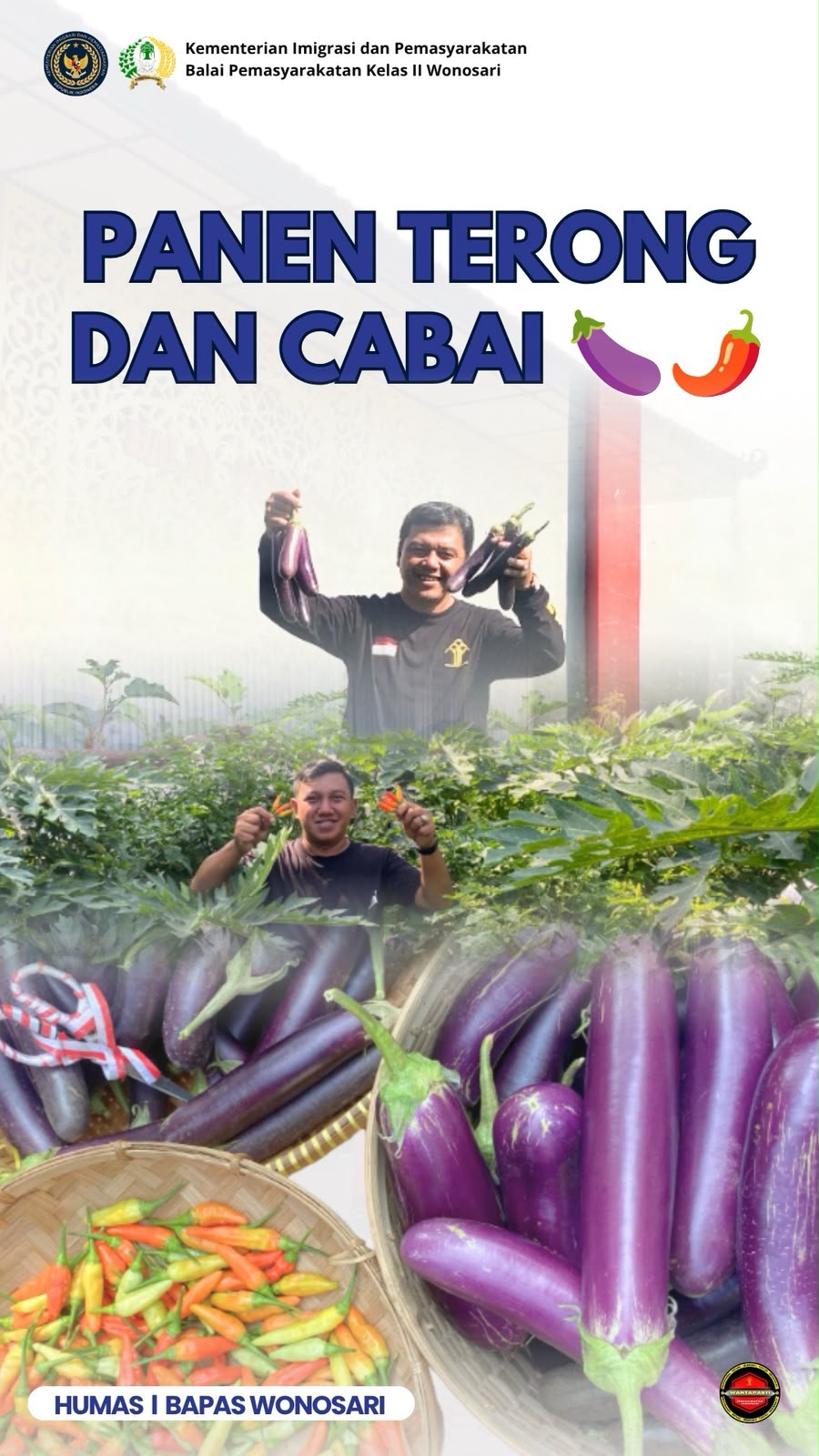 PANEN TERONG DAN CABAI